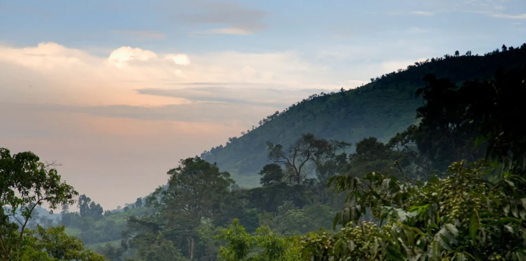 Panoramic view of Bwindi Impenetrable Forest’s lush green canopy stretching across misty hills, capturing the vast, untouched wilderness of Uganda’s montane rainforest.