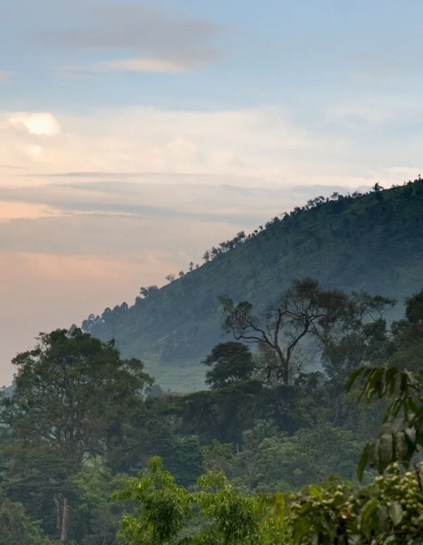 Panoramic view of Bwindi Impenetrable Forest’s lush green canopy stretching across misty hills, capturing the vast, untouched wilderness of Uganda’s montane rainforest.