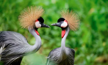 22 Days Uganda Birding Safari