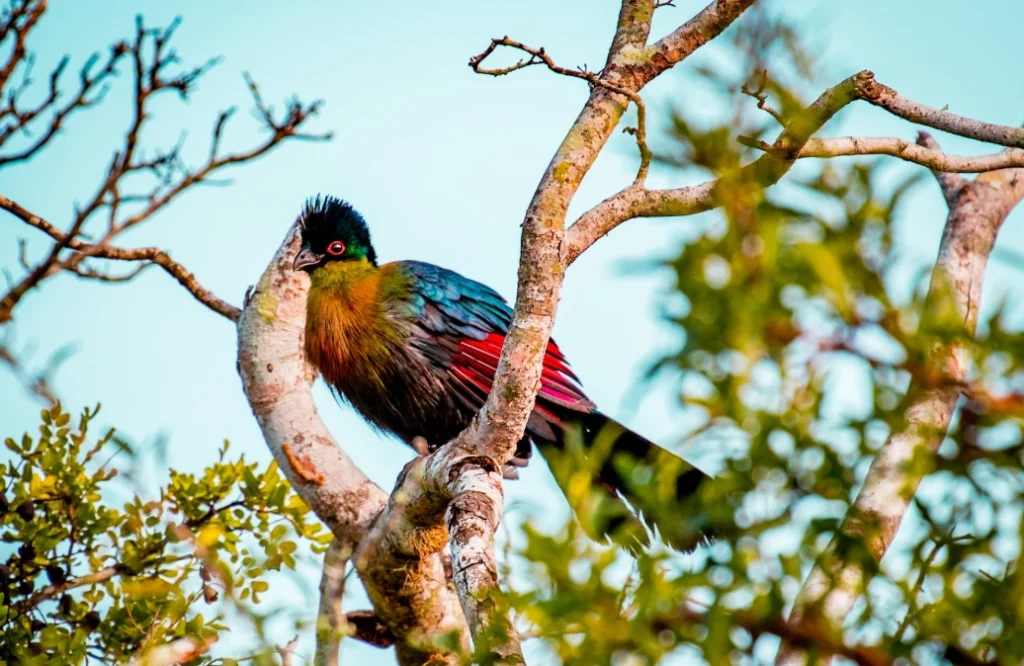 Colorful bird perched in a tree near Lake Bunyonyi, Uganda—a haven for birdwatchers