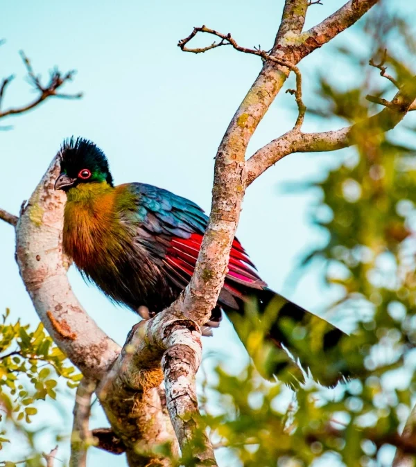 Colorful bird perched in a tree near Lake Bunyonyi, Uganda—a haven for birdwatchers