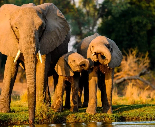 Rare forest elephants drinking from a clear stream deep in Bwindi Impenetrable Forest, showcasing the park’s hidden biodiversity beyond gorilla tourism.