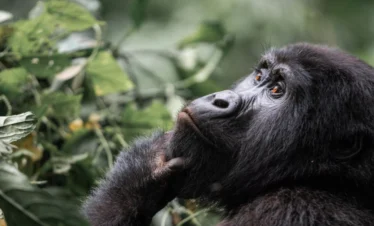 Close-up of a thoughtful mountain gorilla holding its chin, captured deep in Uganda’s Bwindi Forest