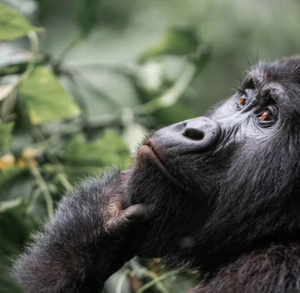 Close-up of a thoughtful mountain gorilla holding its chin, captured deep in Uganda’s Bwindi Forest