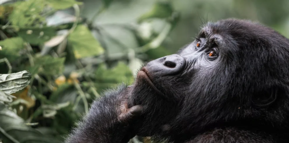 Close-up of a thoughtful mountain gorilla holding its chin, captured deep in Uganda’s Bwindi Forest