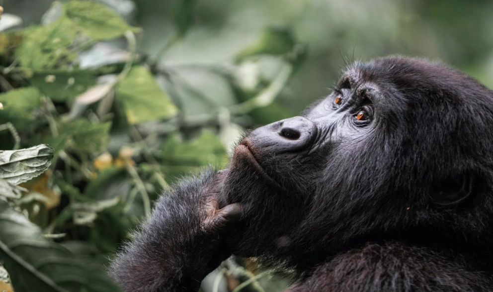 Close-up of a thoughtful mountain gorilla holding its chin, captured deep in Uganda’s Bwindi Forest