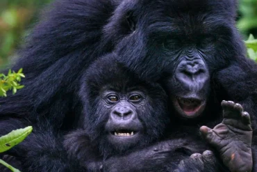 Mother gorilla playing with her young in Bwindi Impenetrable Forest during a double gorilla trekking safari in Uganda.