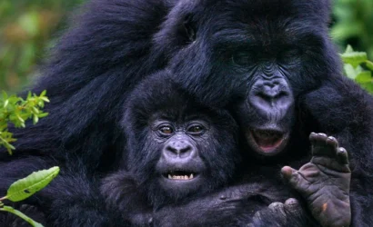 Mother gorilla playing with her young in Bwindi Impenetrable Forest during a double gorilla trekking safari in Uganda.