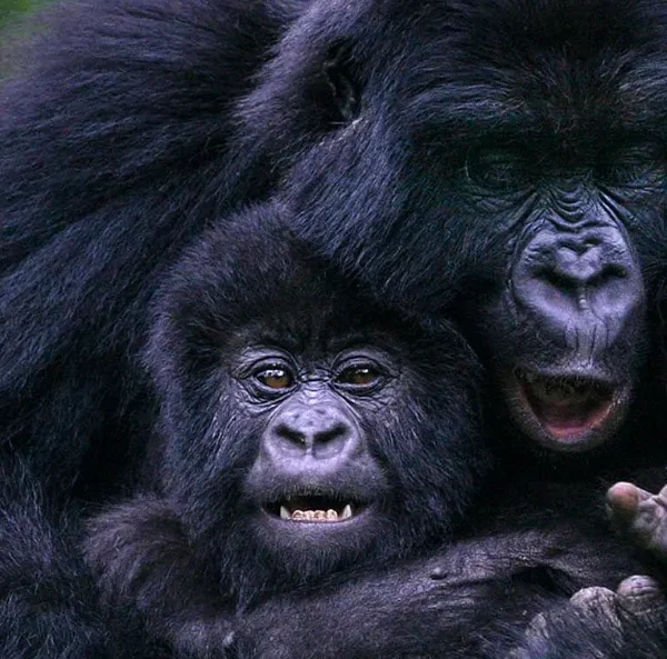 Mother gorilla playing with her young in Bwindi Impenetrable Forest during a double gorilla trekking safari in Uganda.