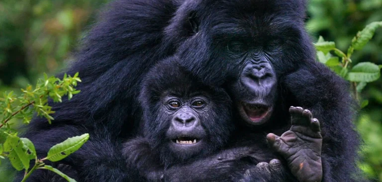 Mother gorilla playing with her young in Bwindi Impenetrable Forest during a double gorilla trekking safari in Uganda.