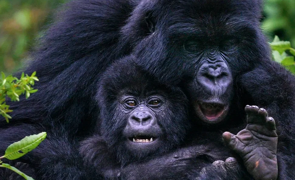 Mother gorilla playing with her young in Bwindi Impenetrable Forest during a double gorilla trekking safari in Uganda.