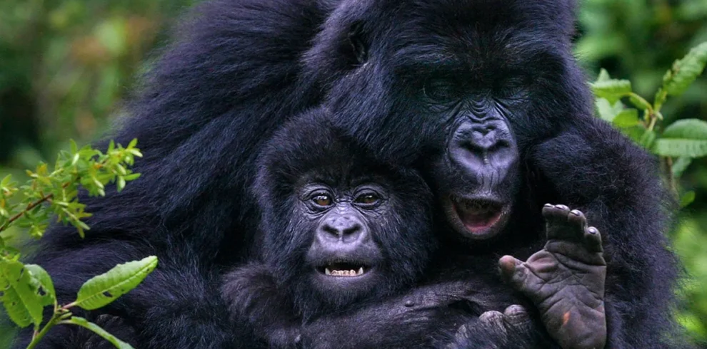 Mother gorilla playing with her young in Bwindi Impenetrable Forest during a double gorilla trekking safari in Uganda.