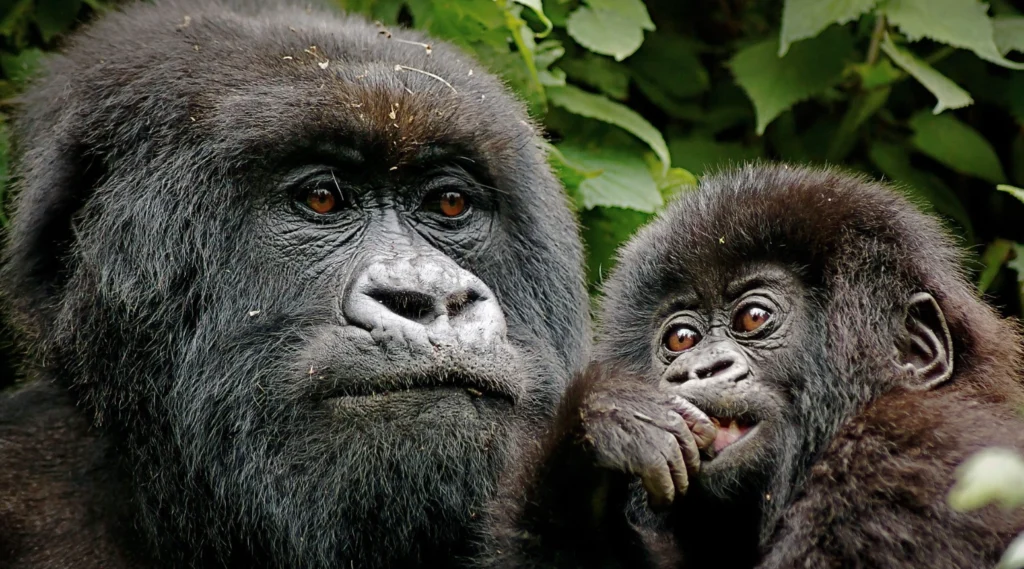 Mother mountain gorilla cradling her baby in Uganda’s Bwindi Impenetrable Forest