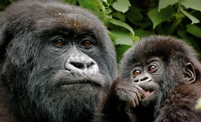 Mother mountain gorilla cradling her baby in Uganda’s Bwindi Impenetrable Forest