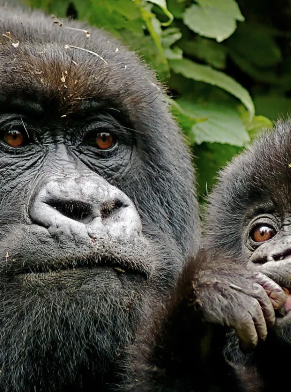 Mother mountain gorilla cradling her baby in Uganda’s Bwindi Impenetrable Forest
