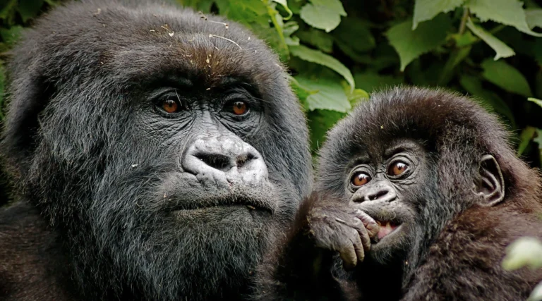 Mother mountain gorilla cradling her baby in Uganda’s Bwindi Impenetrable Forest