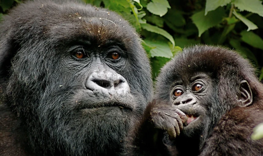 3 Days Bwindi Gorilla Trekking & Lake Bunyonyi