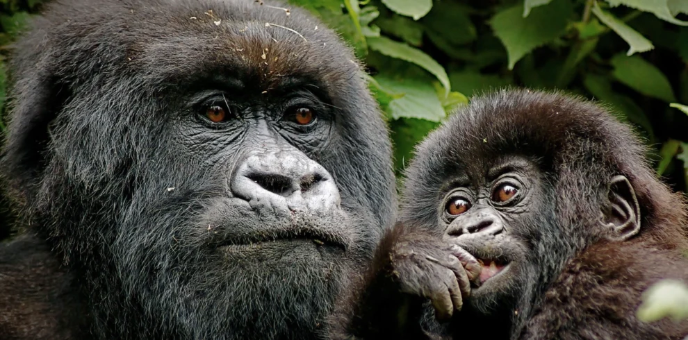 Mother mountain gorilla cradling her baby in Uganda’s Bwindi Impenetrable Forest