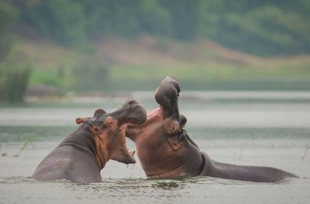 Two hippos submerged in Kazinga Channel waters during a Uganda wildlife safari"