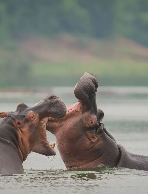 Two hippos submerged in Kazinga Channel waters during a Uganda wildlife safari"