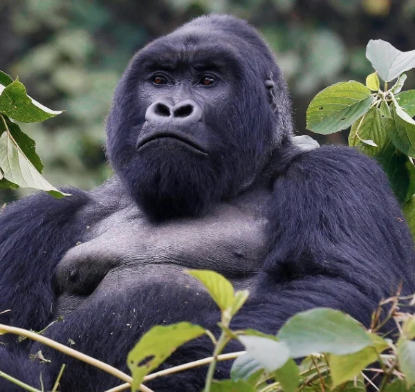 Close-up of a dominant silverback mountain gorilla sitting in the dense foliage of Bwindi Impenetrable Forest, symbolizing the park’s iconic primate conservation.