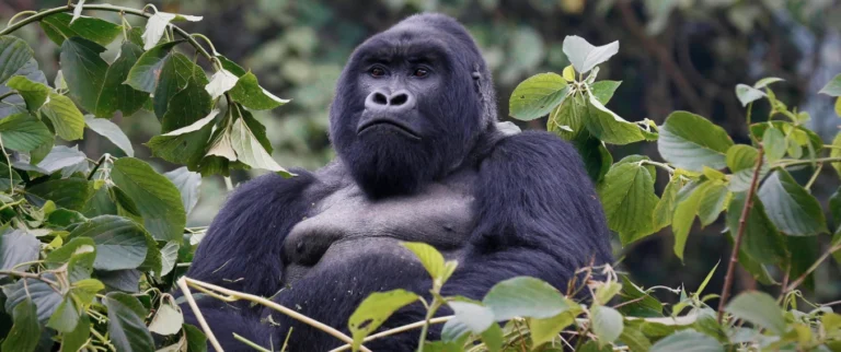 Close-up of a dominant silverback mountain gorilla sitting in the dense foliage of Bwindi Impenetrable Forest, symbolizing the park’s iconic primate conservation.