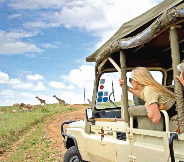 Safari in Rwanda: Tourists in vehicle observe giraffes in the distance