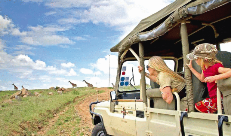 Safari in Rwanda: Tourists in vehicle observe giraffes in the distance