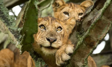 Close-up of a rare tree-climbing lion resting in a fig tree in Queen Elizabeth National Park, Uganda