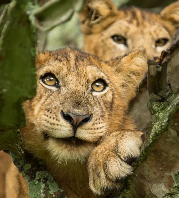 Close-up of a rare tree-climbing lion resting in a fig tree in Queen Elizabeth National Park, Uganda
