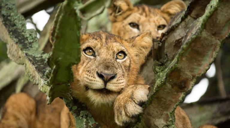 Close-up of a rare tree-climbing lion resting in a fig tree in Queen Elizabeth National Park, Uganda