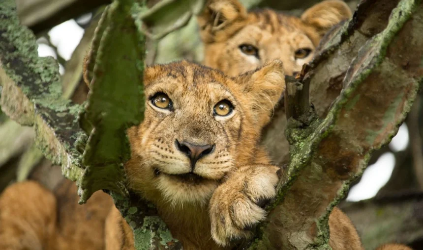 4 Days Bwindi Gorilla Trekking & Queen Elizabeth