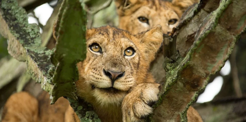 Close-up of a rare tree-climbing lion resting in a fig tree in Queen Elizabeth National Park, Uganda