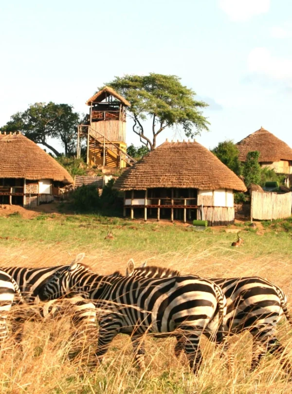 A herd of zebras grazing in the wild savannah of Uganda under a clear blue sky