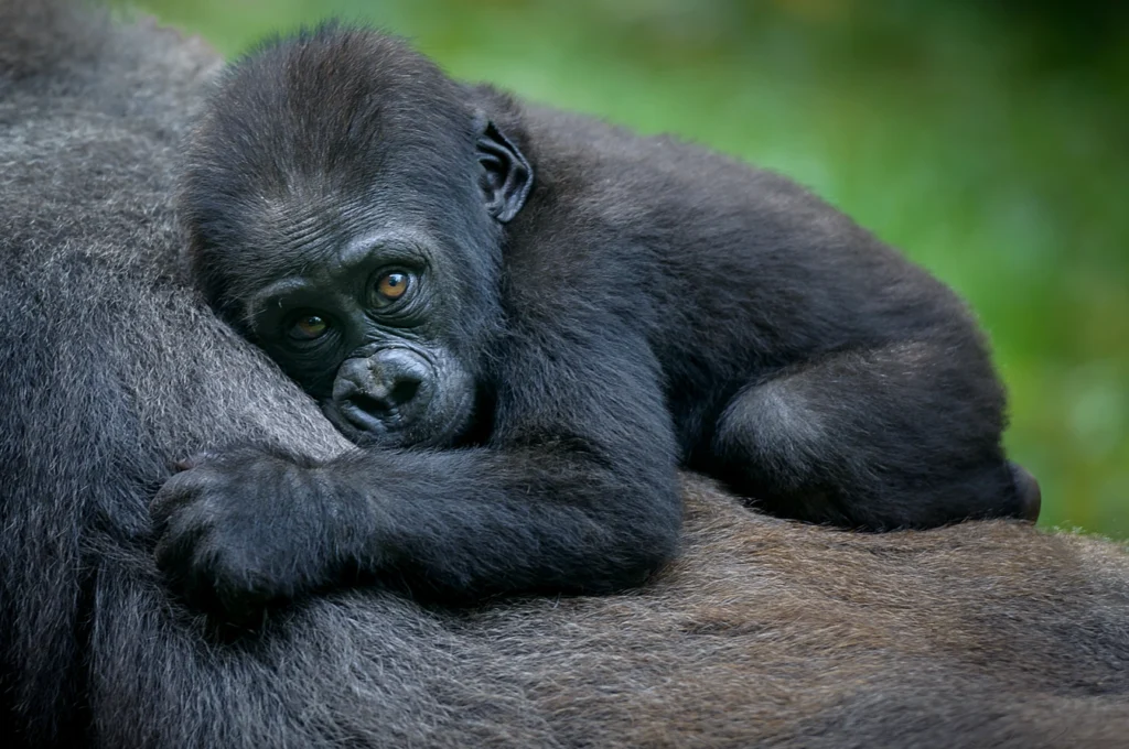 1 day uganda gorilla trek