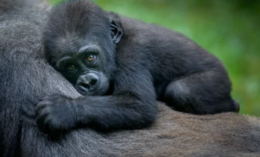1 day uganda gorilla trek