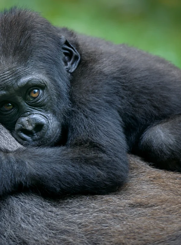 1 day uganda gorilla trek