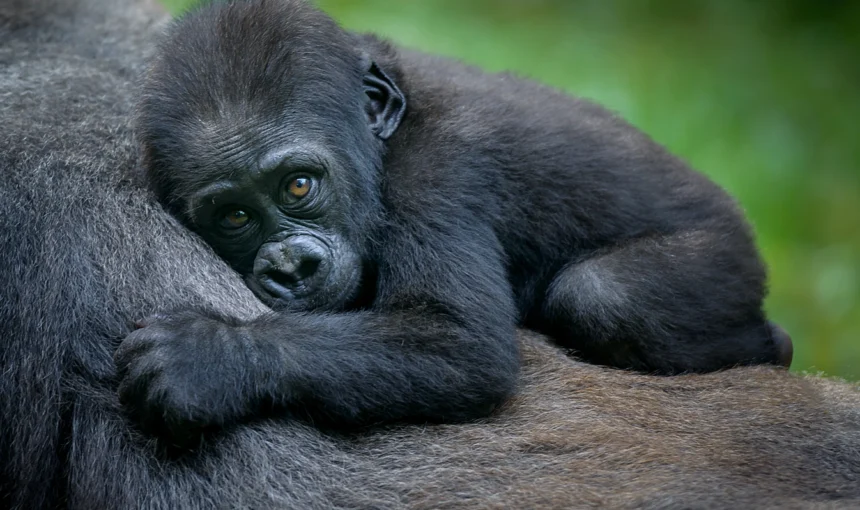 1 Day Uganda Gorilla Trek