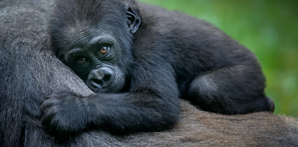 1 day uganda gorilla trek