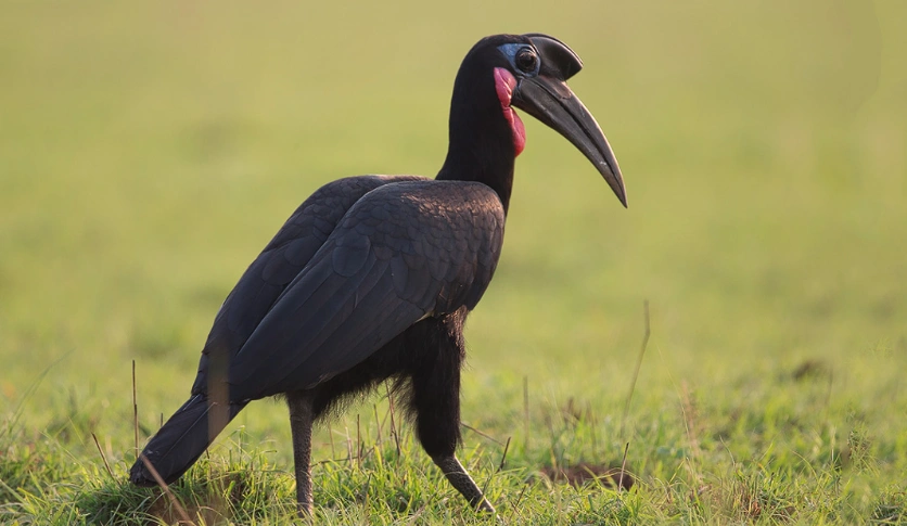 Abyssinian Ground Hornbill walking across savannah at Ziwa Rhino Sanctuary