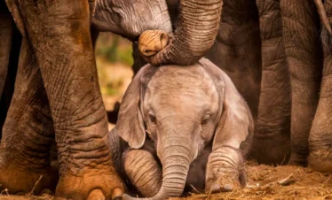 7 Days Uganda Wildlife Safari