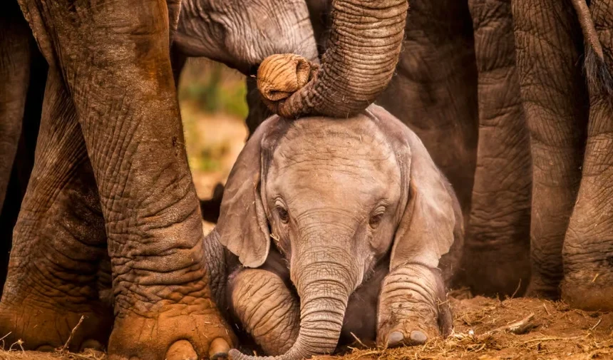 7 Days Uganda Wildlife Safari