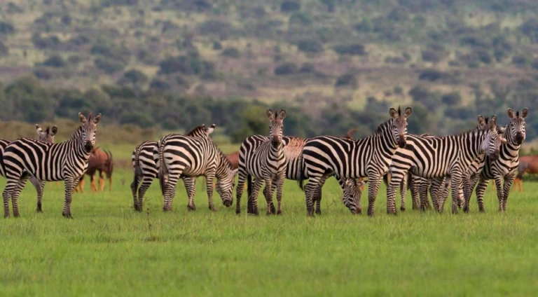 akagera national park