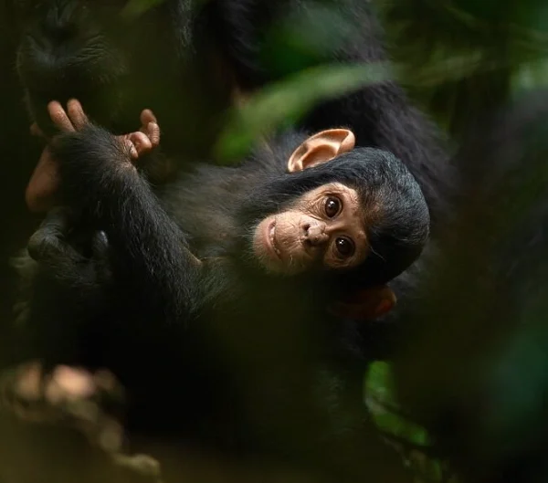 A close-up of a baby chimpanzee with dark eyes and fluffy fur, sitting on a branch in a rainforest.