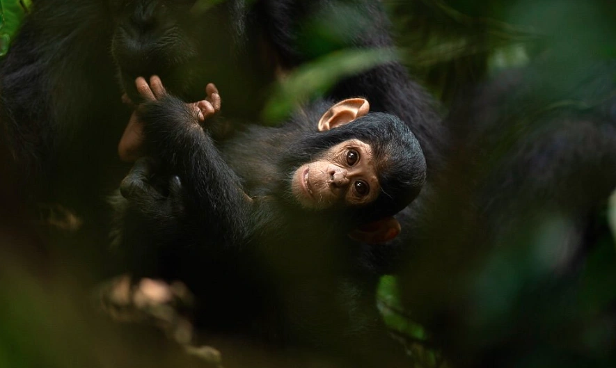A close-up of a baby chimpanzee with dark eyes and fluffy fur, sitting on a branch in a rainforest.