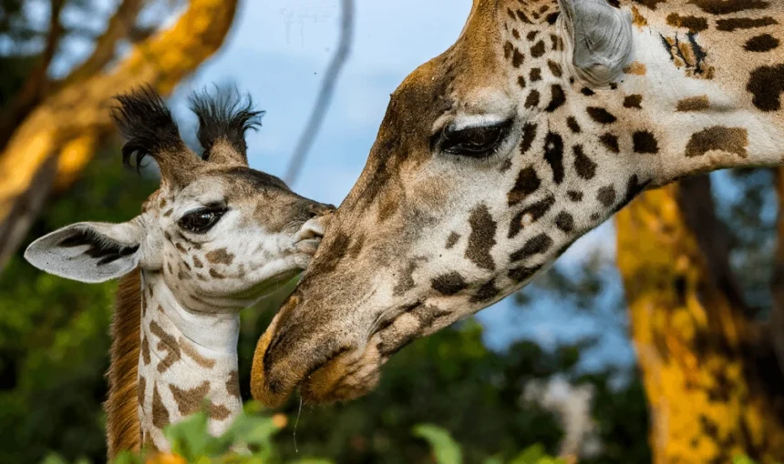 Bwindi Celebrates Twin Gorilla Births as Entebbe Zoo Welcomes Baby Giraffe