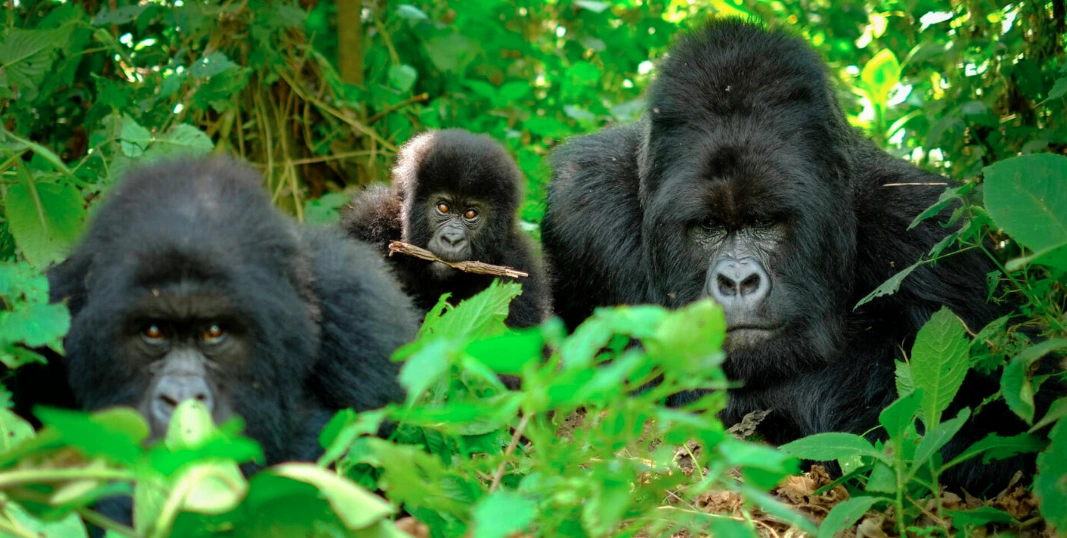 Three powerful and robust mountain gorillas, displaying their formidable presence against a backdrop of dense forest in the Buhoma sector, Bwindi Impenetrable National Park, Uganda