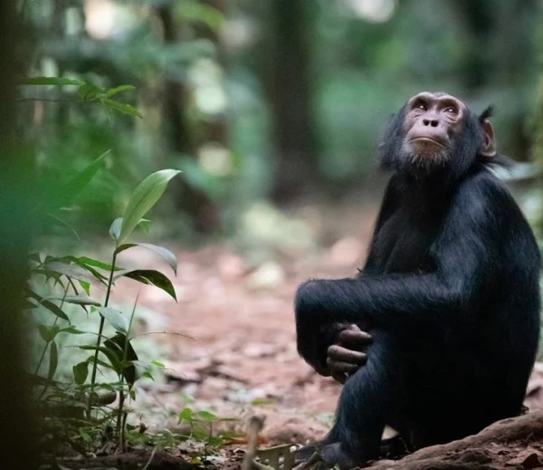 Wild chimpanzee resting on the forest floor of Budongo Forest Reserve, surrounded by fallen leaves and dappled jungle light.