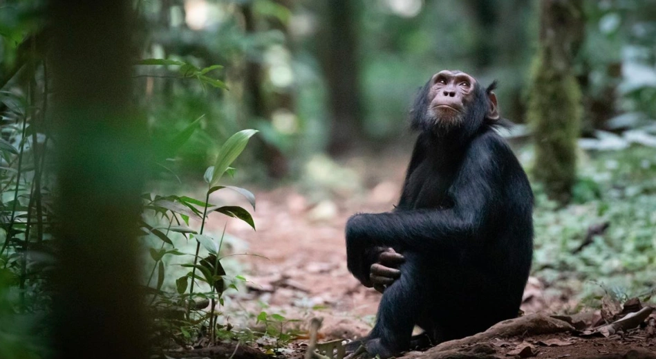 Wild chimpanzee resting on the forest floor of Budongo Forest Reserve, surrounded by fallen leaves and dappled jungle light.