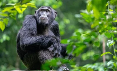 6 Days Rwanda Primate Safari